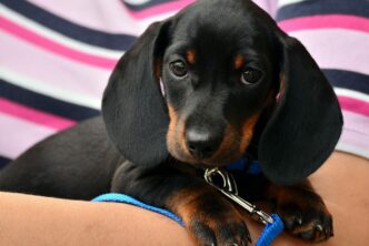 dachshund gb016689d7 1920