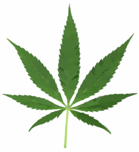 cannabis 297097 1280