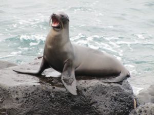 sea lion 1646863 640