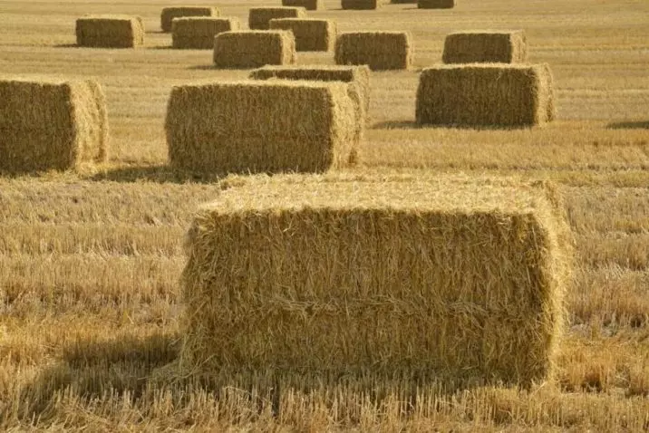 Small Square Bales Of Hay: 5 Questions Answered - Farmco