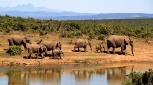 elephant herd of elephants african bush elephant africa 59989