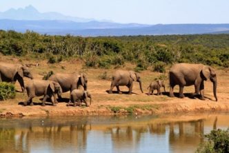 Elephant Herd Of Elephants African Bush Elephant Africa 59989
