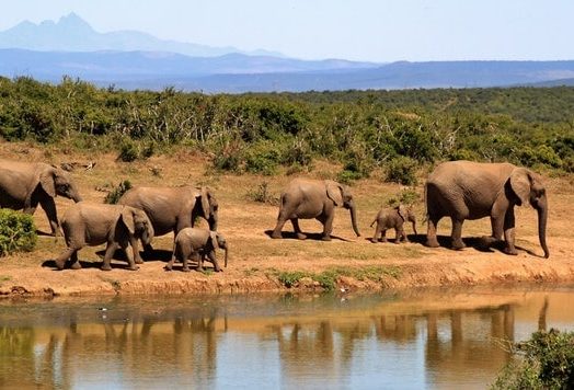 elephant herd of elephants african bush elephant africa 59989