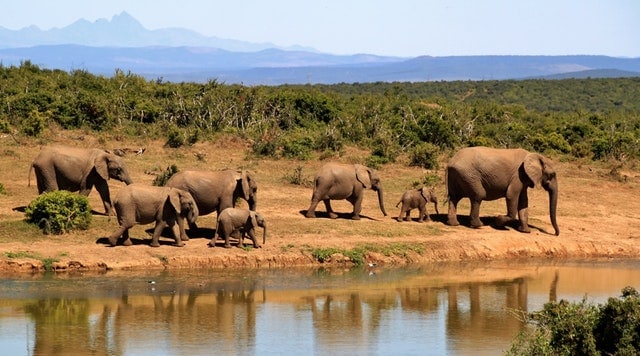 Elephant Herd Of Elephants African Bush Elephant Africa 59989