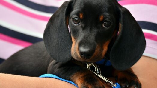 dachshund gb016689d7 1920
