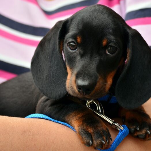 Dachshund Gb016689D7 1920