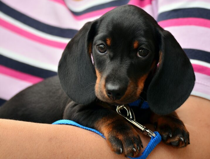 dachshund gb016689d7 1920